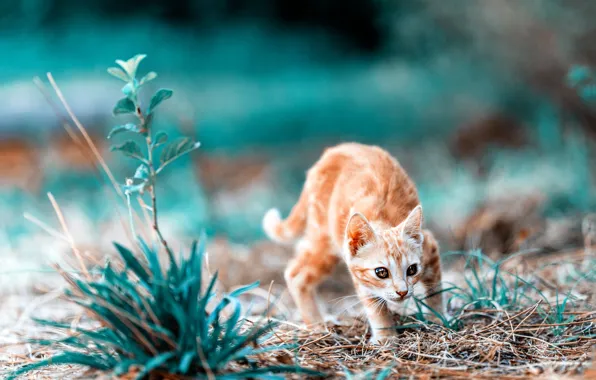 Picture cat, look, nature, treatment, baby, muzzle, red, kitty