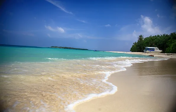 Picture sea, beach, water, nature, palm trees, beauty