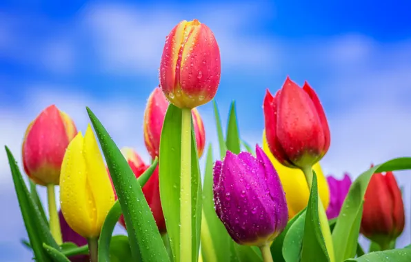 The sky, drops, tulips, buds, colorful