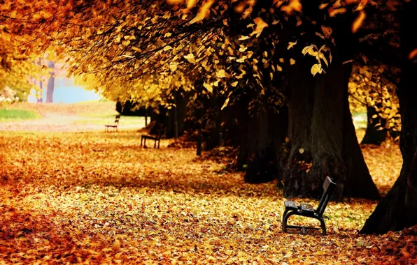 Autumn, alley, falling leaves, benches