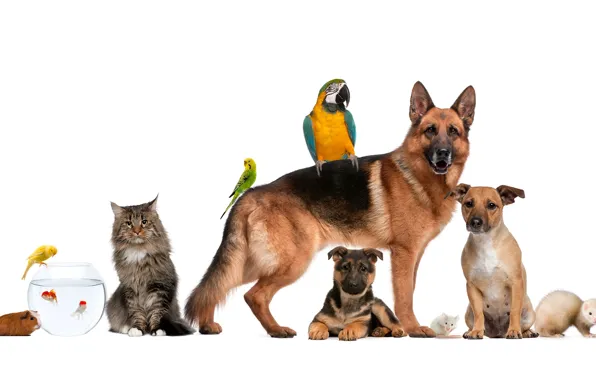 Dogs, cat, fish, parrot, Guinea pig, shepherd, ferret
