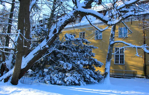 House, trees, park, winter, snow