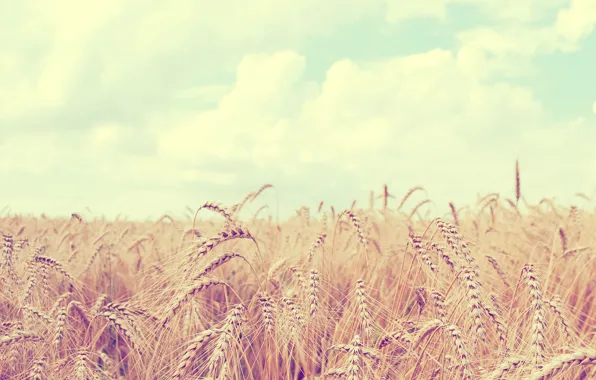 Picture wheat, field, the sky, clouds, landscape, nature, ears, sky