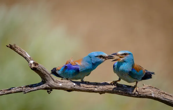 Birds, pose, two, branch, blue, a couple, care, food