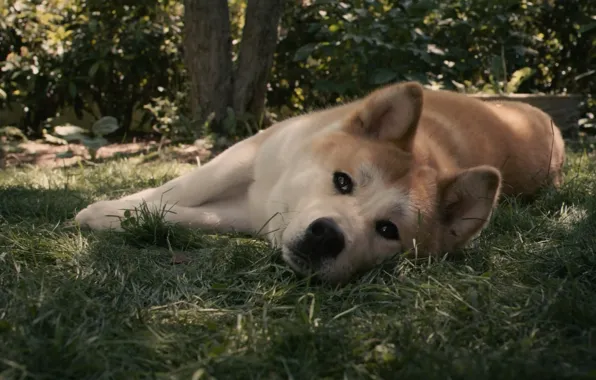 Picture sadness, dog, red, waiting, dog, hah