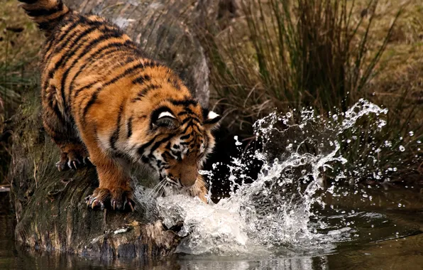 Picture water, drops, squirt, tiger, paw, blow
