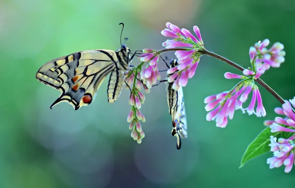 Butterfly, a couple, flowers