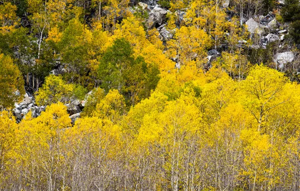 Autumn, forest, leaves, trees, stones, slope, Colorado, USA