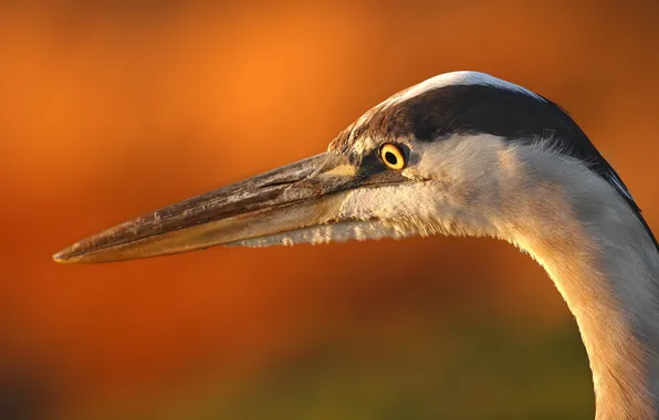 Macro, bird, Heron