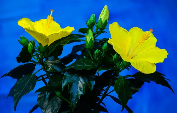 Leaves, nature, plant, petals