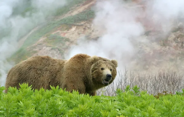 Picture summer, grass, fog, photo, slope, bear, Kamchatka