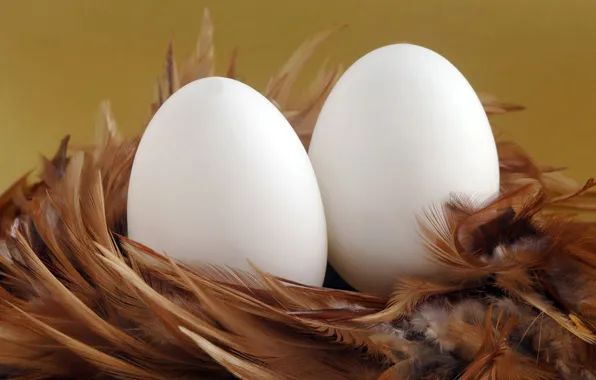 Two, eggs, feathers