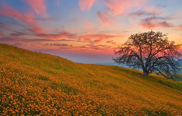 Picture field, sunset, flowers, tree, hills, glade