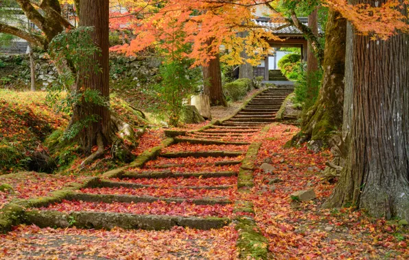 Nature, Road, Autumn, Japan, Ladder, Temple, Steps