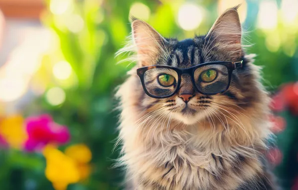 Cat, summer, cat, look, flowers, pose, grey, glasses