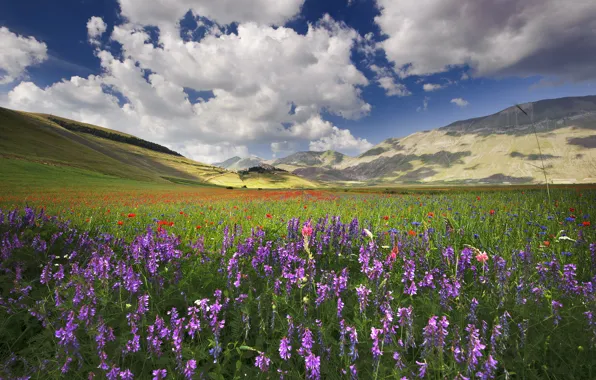 Field, flowers, hills, Maki, Italy, cornflowers, viola, Umbria