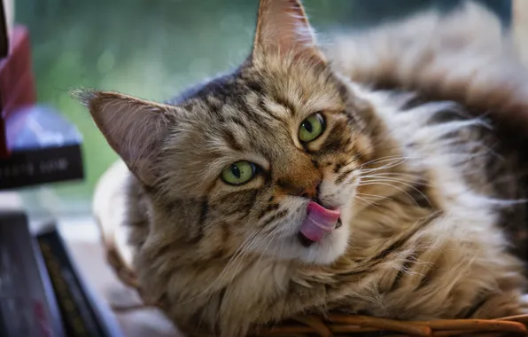 Picture language, cat, cat, face, lies