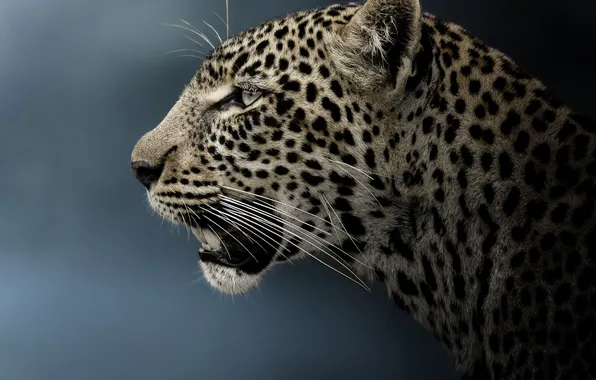 Picture face, background, portrait, leopard, profile, wild cat