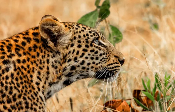 Nature, portrait, leopard, profile, fashion