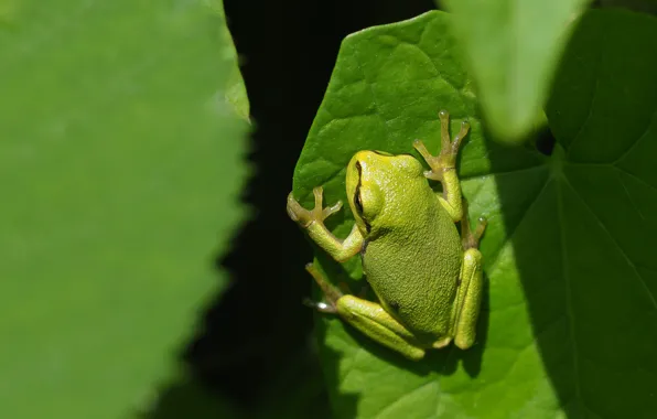 Sheet, frog, green