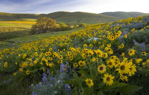 Flowers, hills, meadow, Washington, Washington, lupins, balsamorhiza, Park Columbia Hills