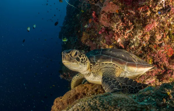 Sea, turtle, corals, underwater world, under water, sea turtle