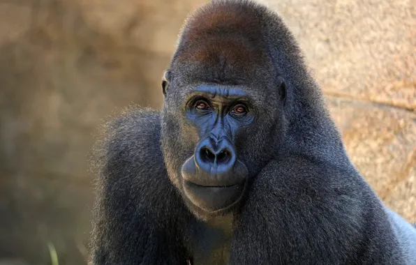 Look, face, black, portrait, monkey, gorilla