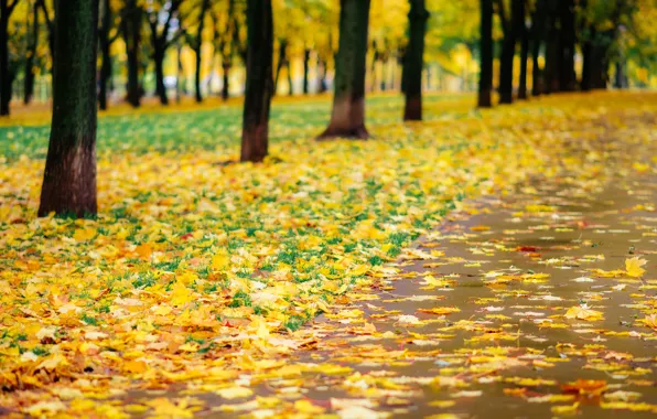 Autumn, leaves, trees, Park, trail, nature, yellow, park