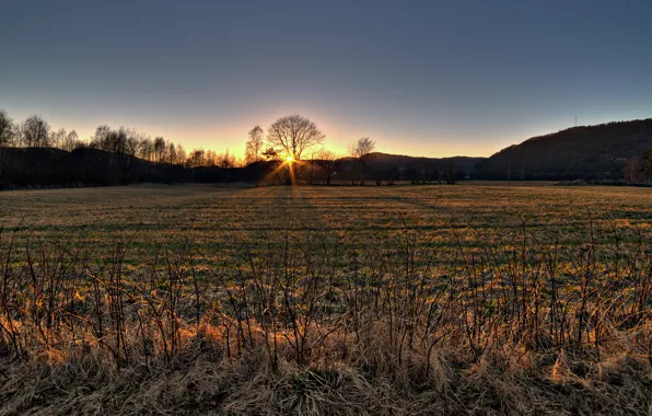 Picture autumn, grass, the sun, sunset, tree, hills, branch, dry