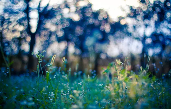 Picture field, grass, trees, stem, bokeh