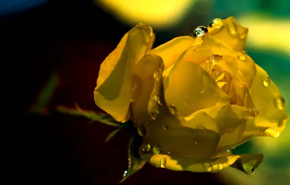 Drops, light, yellow, Rosa, background, dark, roses, petals