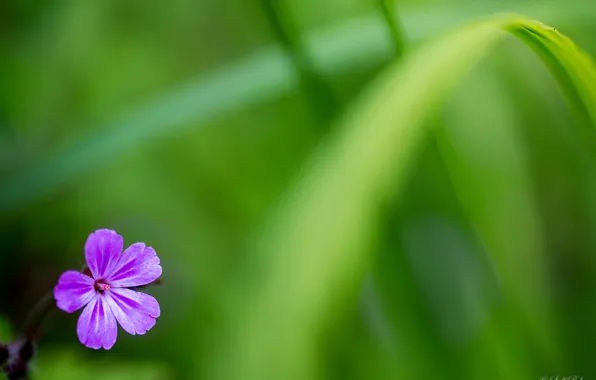 Picture grass, flowers, green, background, petals, lilac