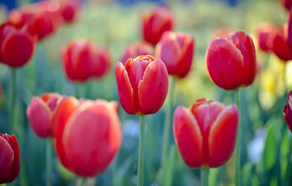 Picture spring, garden, meadow, tulips