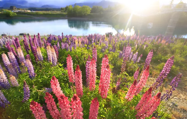 Summer, the sun, rays, light, trees, flowers, mountains, lake