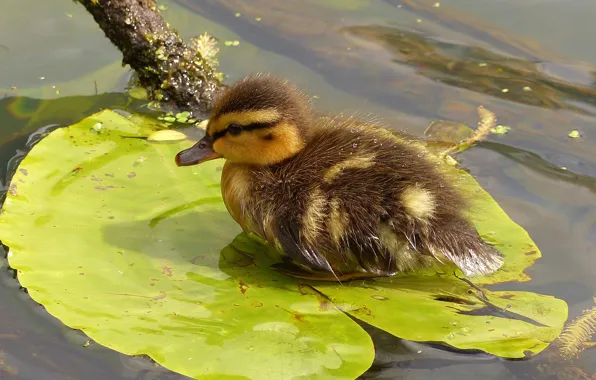 Water, sheet, duck, chick