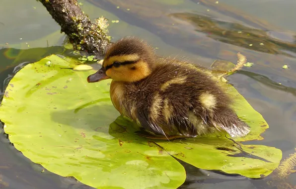 Picture water, sheet, duck, chick