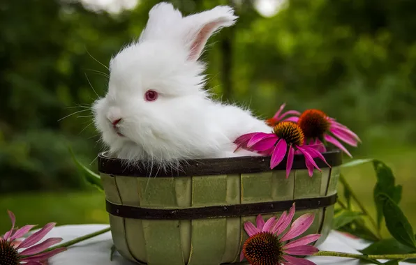 Flowers, rabbit, white rabbit