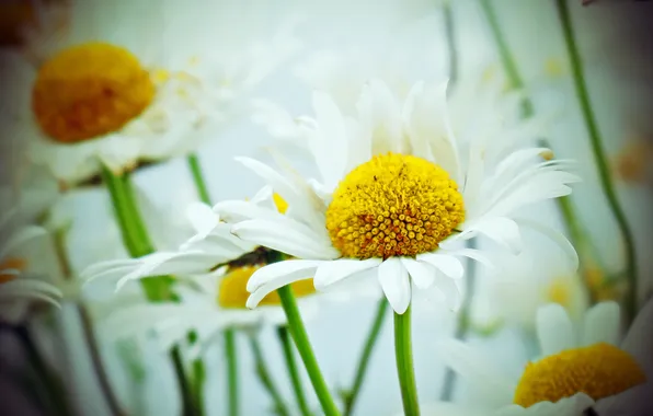Picture flowers, bokeh, petals, stalks