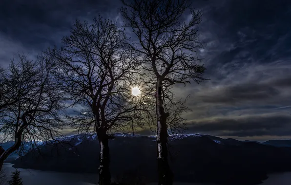 The sky, trees, landscape, night, branches, nature, silhouettes
