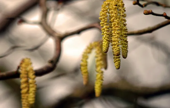 Picture branches, spring, kidney, earrings