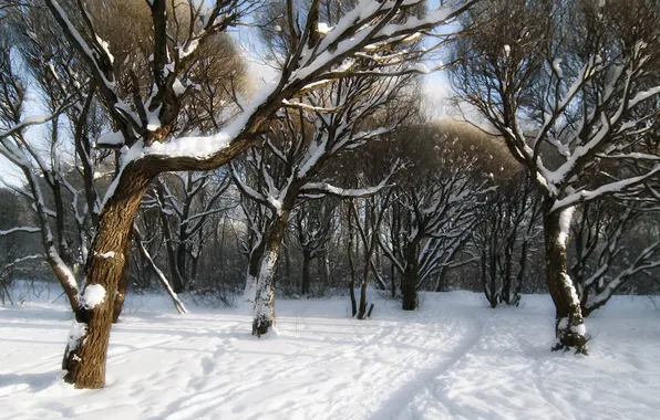 Winter, snow, trees