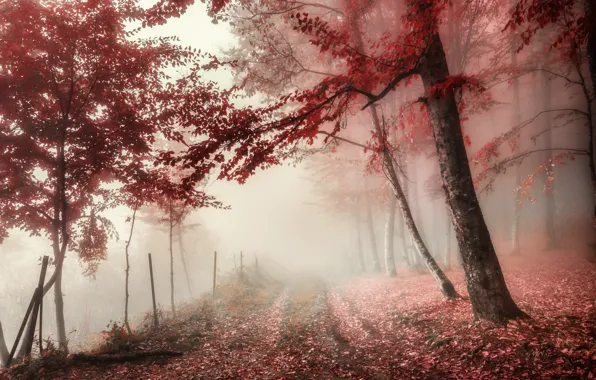 Picture fog, road, autumn