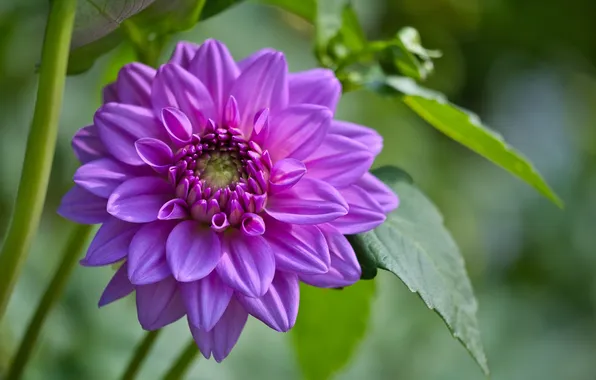 Flower, purple, Dahlia, green background