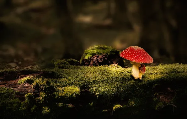 Forest, the dark background, mushrooms, moss, stump, mushroom, log, mushroom
