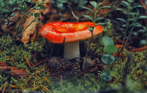 Forest, grass, wet, mushroom, Shine, moss, plants, bumps