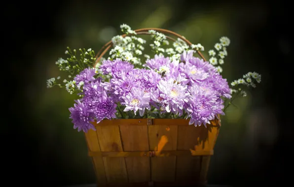 Picture background, bouquet, chrysanthemum