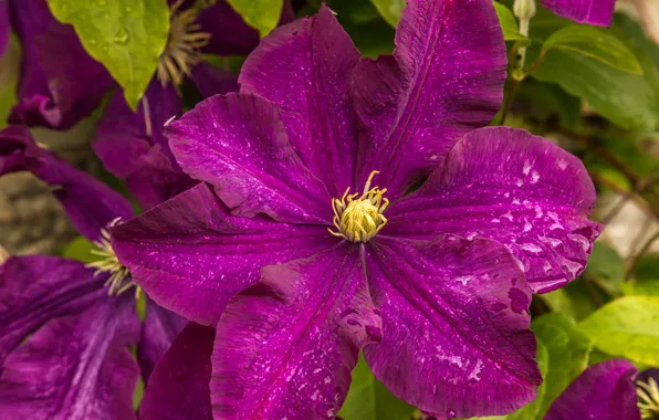Purple, macro, clematis