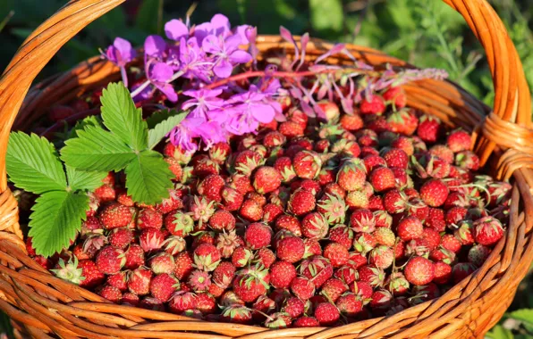 Picture berries, basket, meadow strawberry