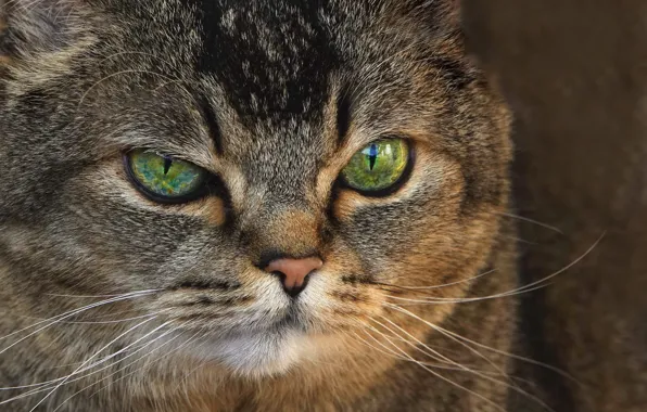 Picture cat, eyes, cat, look, portrait, muzzle, cat
