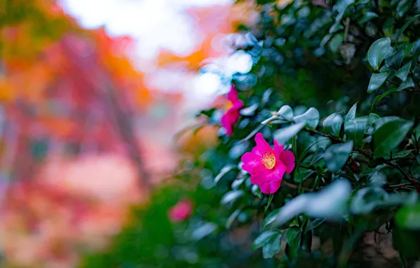 Leaves, flowers, branches, bright, Bush, blur, spring, garden
